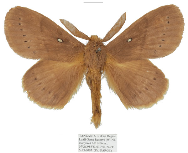 /filer/webapps/moths/media/images/M/multipunctata_Philotherma_AM_Basquin_02.jpg