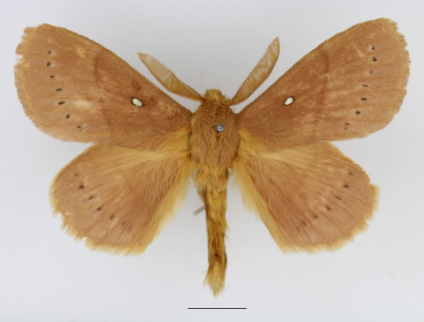 /filer/webapps/moths/media/images/M/multipunctata_Philotherma_AM_Basquin_03.jpg