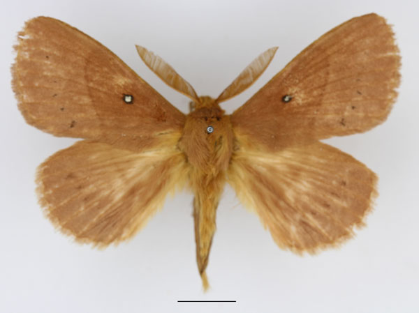 /filer/webapps/moths/media/images/M/multipunctata_Philotherma_AM_Basquin_04.jpg