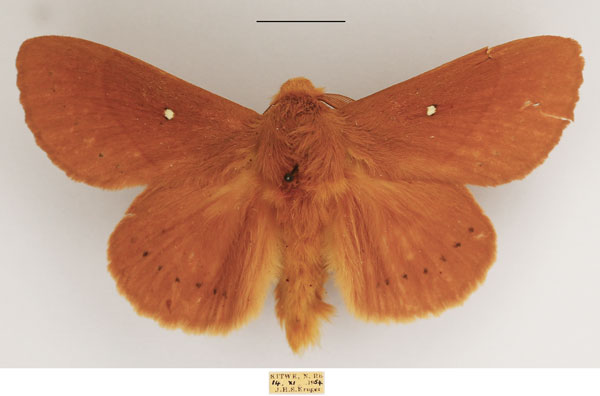 /filer/webapps/moths/media/images/M/multipunctata_Philotherma_AM_TMSA_02.jpg