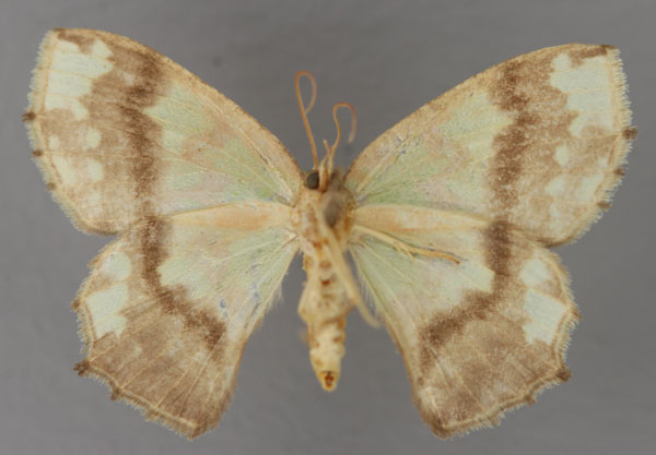 /filer/webapps/moths/media/images/M/multiscripta_Agathia_AF_ZSM_02.jpg