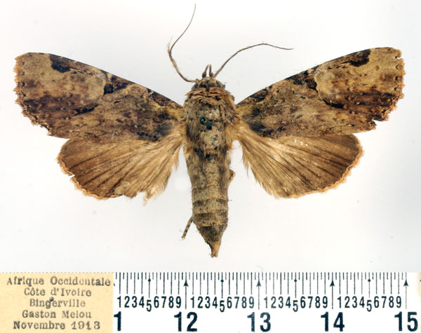 /filer/webapps/moths/media/images/M/multiscripta_Hesperochroa_AF_BMNH.jpg