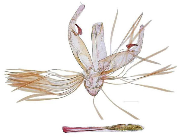 /filer/webapps/moths/media/images/M/multispina_Spulerina_GMHT_RBINS.jpg