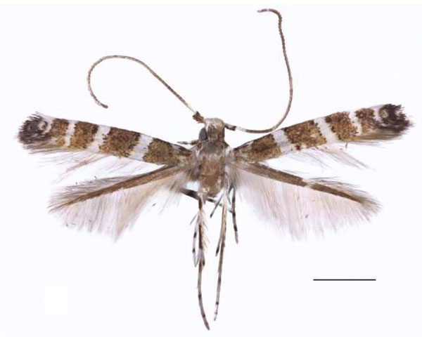/filer/webapps/moths/media/images/M/multispina_Spulerina_HT_RBINS.jpg