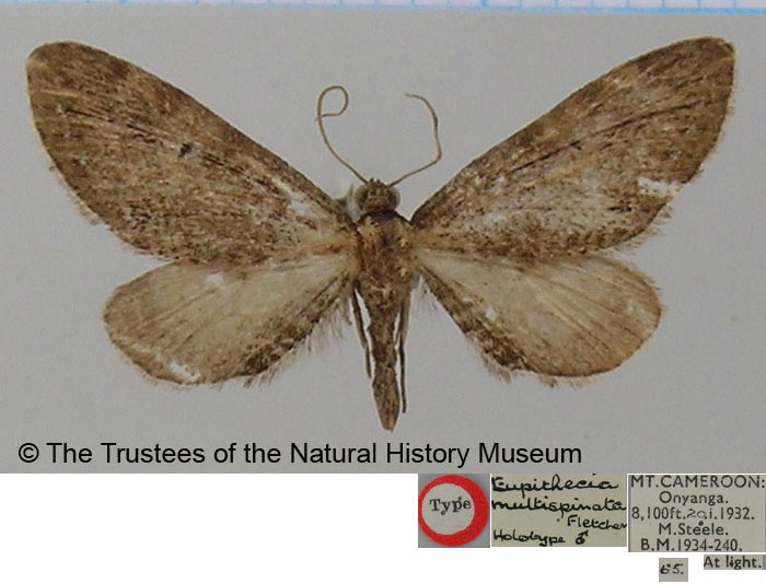 /filer/webapps/moths/media/images/M/multispinata_Eupithecia_HT_BMNH.jpg