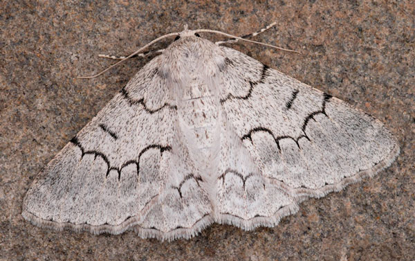 /filer/webapps/moths/media/images/M/multispurcata_Pingasa_AF_Stadie.jpg