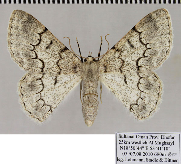 /filer/webapps/moths/media/images/M/multispurcata_Pingasa_AF_ZSM.jpg