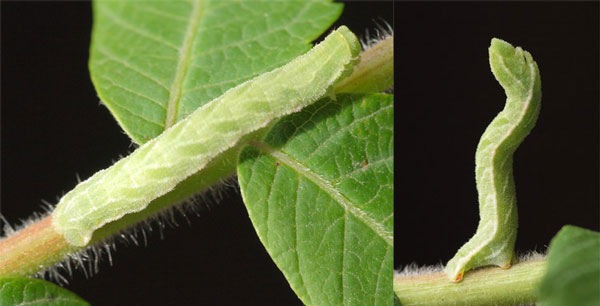 /filer/webapps/moths/media/images/M/multispurcata_Pingasa_C_Stadie.jpg