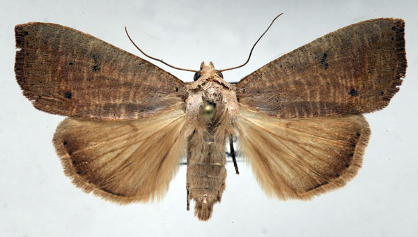 /filer/webapps/moths/media/images/M/multistriata_Exophyla_AF_Schellhorn.jpg