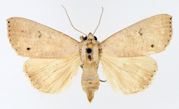 /filer/webapps/moths/media/images/M/multistriata_Exophyla_AF_TMSA_01.jpg