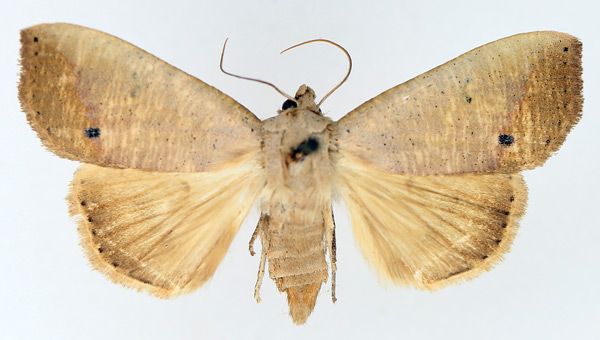 /filer/webapps/moths/media/images/M/multistriata_Exophyla_AF_TMSA_02.jpg