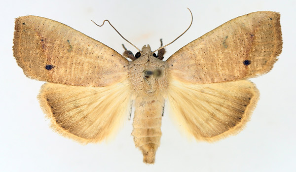 /filer/webapps/moths/media/images/M/multistriata_Exophyla_AM_TMSA_01.jpg
