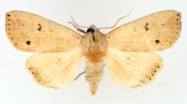 /filer/webapps/moths/media/images/M/multistriata_Exophyla_AM_TMSA_02.jpg