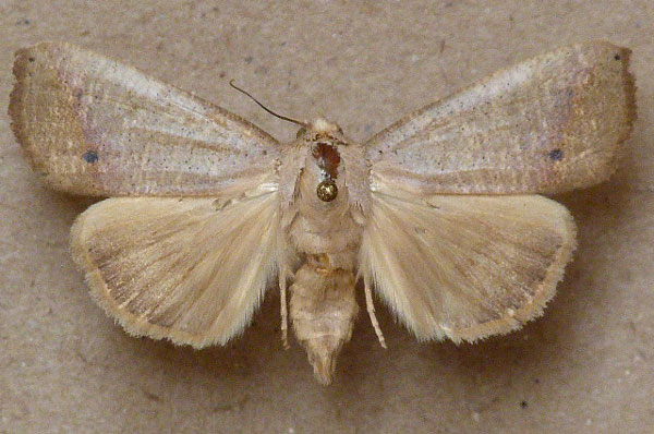 /filer/webapps/moths/media/images/M/multistriata_Exophyla_A_Butler.jpg