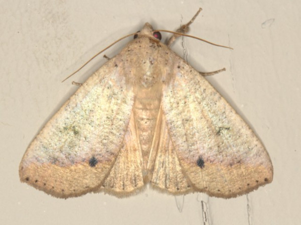 /filer/webapps/moths/media/images/M/multistriata_Exophyla_A_Heyns.jpg
