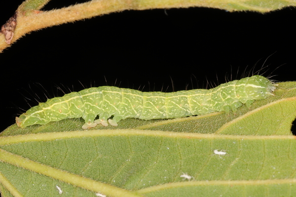 /filer/webapps/moths/media/images/M/multistriata_Exophyla_C_Heyns_01.JPG