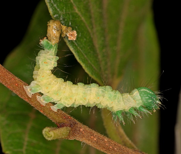 /filer/webapps/moths/media/images/M/multistriata_Exophyla_C_Heyns_02.jpg