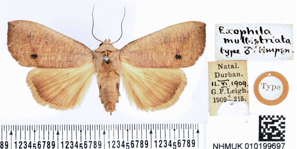 /filer/webapps/moths/media/images/M/multistriata_Exophyla_HT_BMNH.jpg