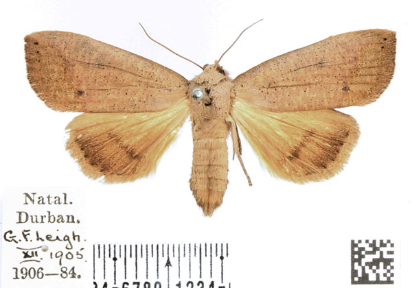 /filer/webapps/moths/media/images/M/multistriata_Exophyla_PTF_BMNH.jpg