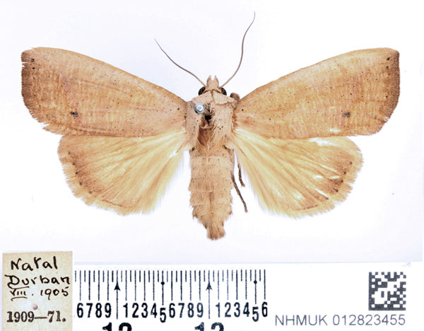 /filer/webapps/moths/media/images/M/multistriata_Exophyla_PTM_BMNH.jpg