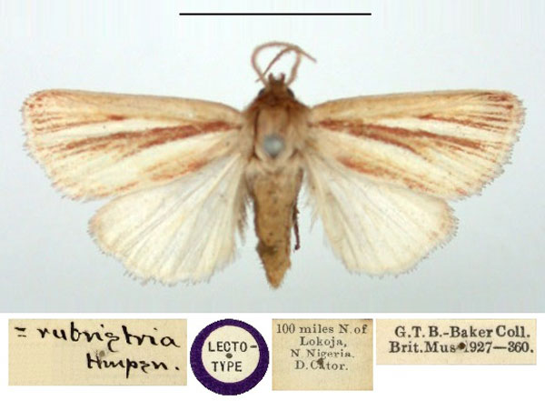 /filer/webapps/moths/media/images/M/multistriata_Timora_LT_BMNH.jpg