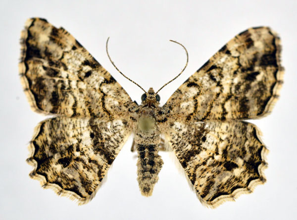 /filer/webapps/moths/media/images/M/multistrigata_Chiasmia_AF_NHMO.jpg