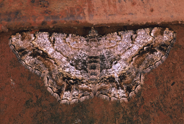 /filer/webapps/moths/media/images/M/multistrigata_Chiasmia_A_Roland_01.jpg
