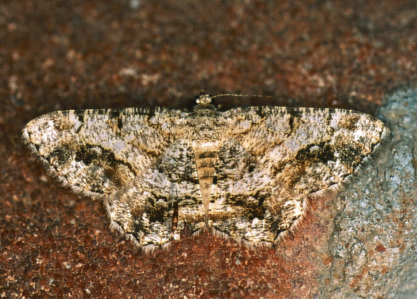 /filer/webapps/moths/media/images/M/multistrigata_Chiasmia_A_Roland_01_A04mVRz.jpg