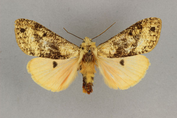 /filer/webapps/moths/media/images/M/multistrigata_Teracotona_AF_BMNH.jpg