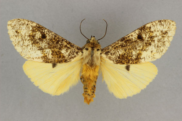 /filer/webapps/moths/media/images/M/multistrigata_Teracotona_HT_BMNH.jpg