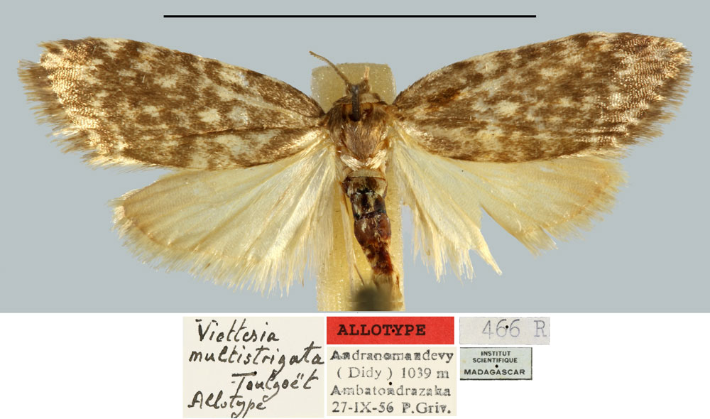 /filer/webapps/moths/media/images/M/multistrigata_Viettesia_AT_MNHN.jpg