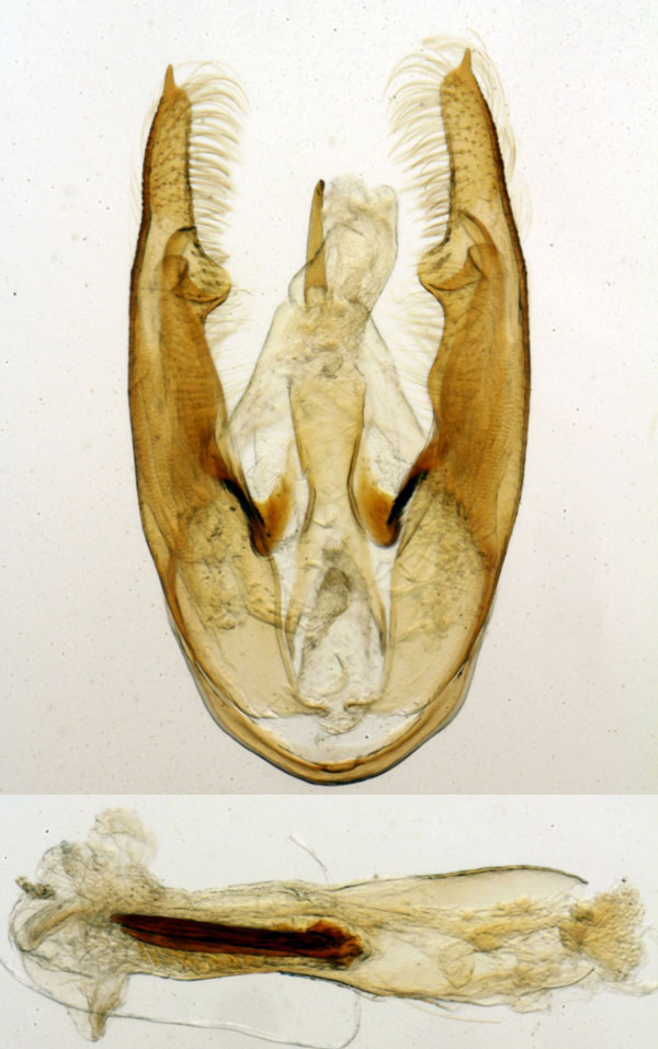 /filer/webapps/moths/media/images/M/multistrigata_Viettesia_GMHT_MNHN_6511.jpg