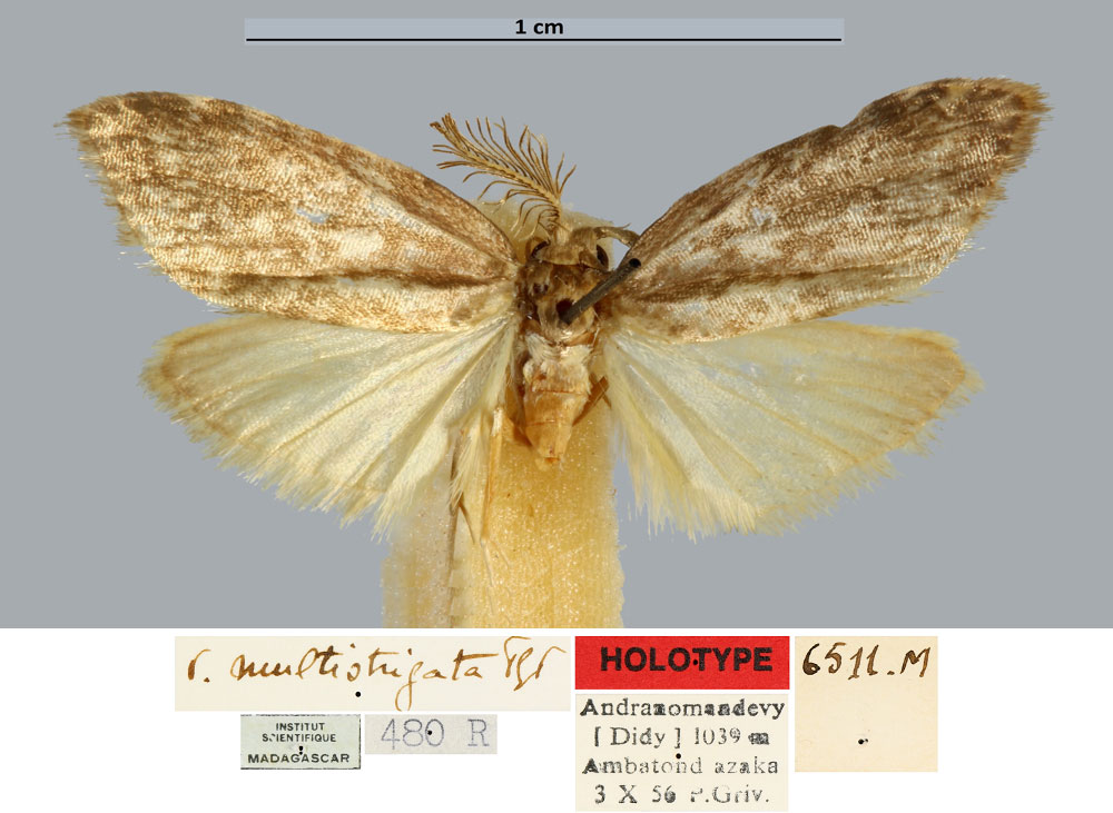 /filer/webapps/moths/media/images/M/multistrigata_Viettesia_HT_MNHN.jpg