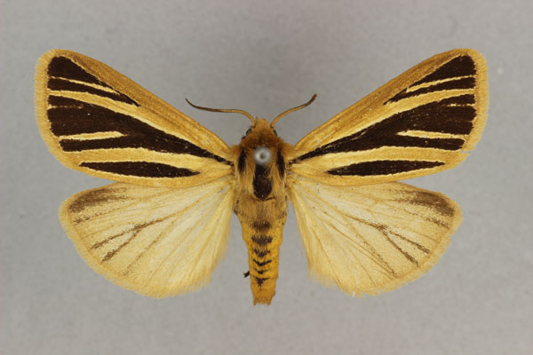 /filer/webapps/moths/media/images/M/multivittata_Estigmene_AF_BMNH.jpg