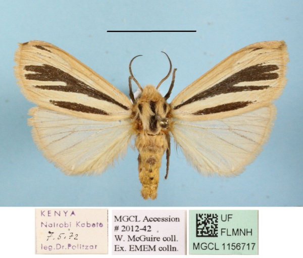/filer/webapps/moths/media/images/M/multivittata_Estigmene_AF_MGCLa_02.JPG