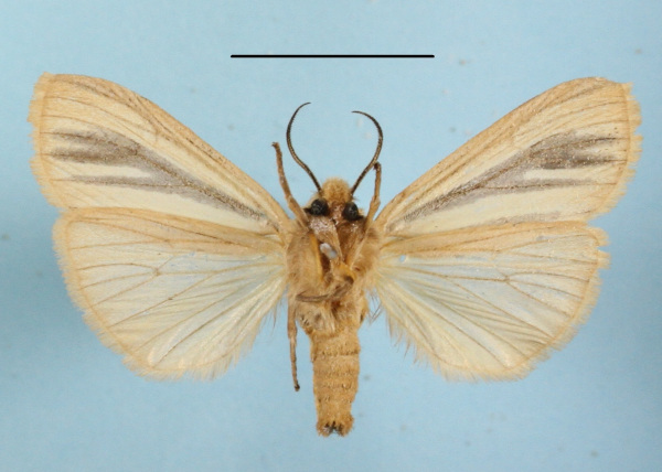 /filer/webapps/moths/media/images/M/multivittata_Estigmene_AF_MGCLb_02.JPG