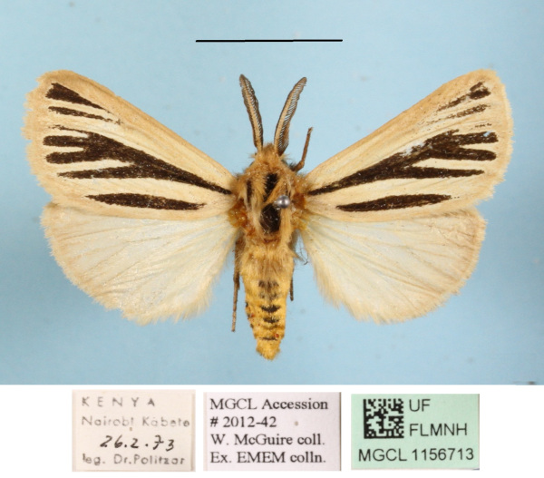 /filer/webapps/moths/media/images/M/multivittata_Estigmene_AM_MGCLa_01.JPG