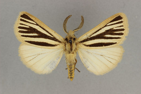 /filer/webapps/moths/media/images/M/multivittata_Estigmene_ST_BMNH.jpg