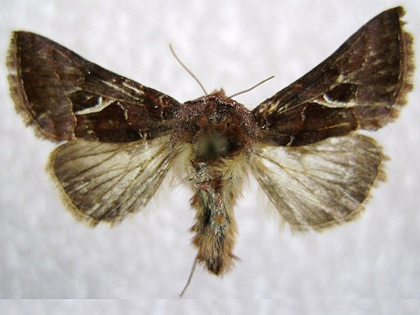 /filer/webapps/moths/media/images/M/mulunga_Thysanoplusia_A_Buckham-Bonnet.jpg