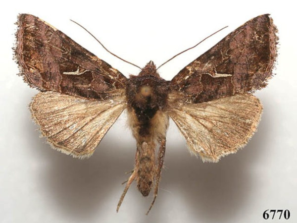 /filer/webapps/moths/media/images/M/mulunga_Thysanoplusia_A_Legrain.jpg
