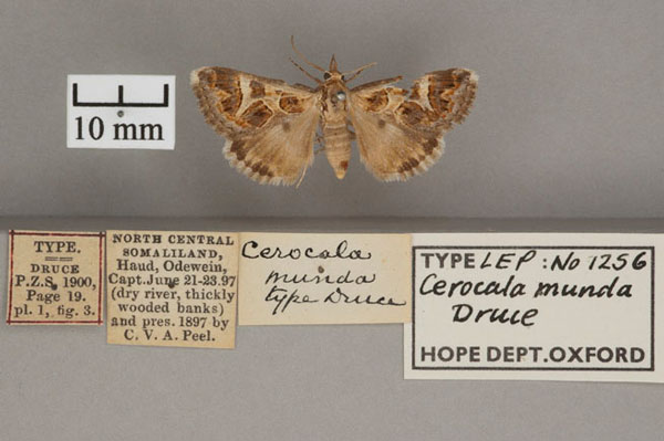 /filer/webapps/moths/media/images/M/munda_Cerocala_HT_OUMNH_01.jpg