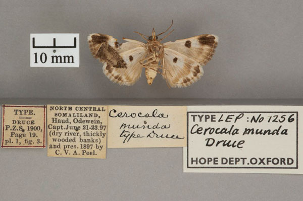 /filer/webapps/moths/media/images/M/munda_Cerocala_HT_OUMNH_02.jpg