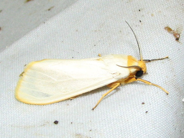 /filer/webapps/moths/media/images/M/mundata_Acantharctia_A_Goff_02.jpg