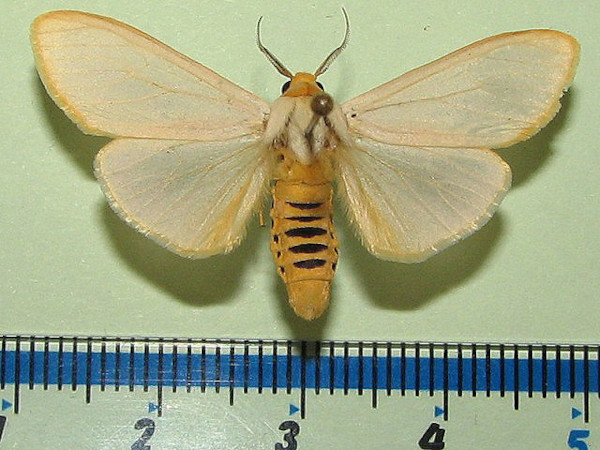 /filer/webapps/moths/media/images/M/mundata_Acantharctia_A_Goffa_01.jpg