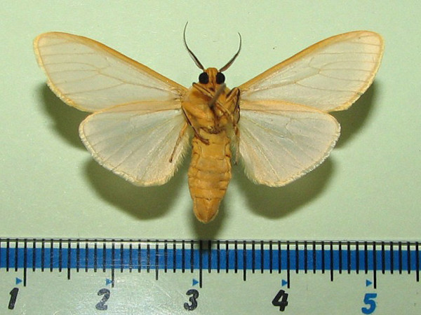 /filer/webapps/moths/media/images/M/mundata_Acantharctia_A_Goffb_01.jpg