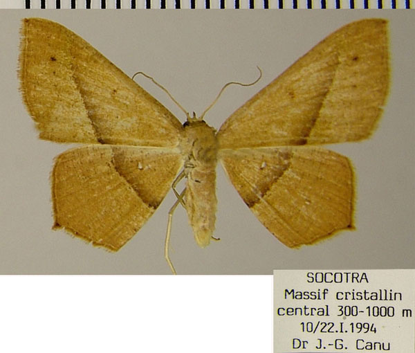 /filer/webapps/moths/media/images/M/mundissima_Traminda_AF_ZSM.jpg