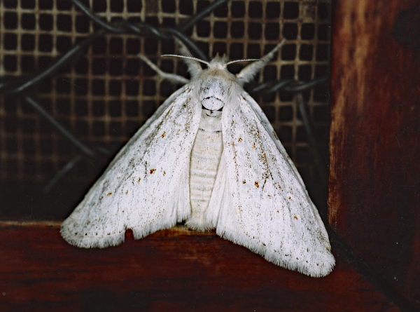/filer/webapps/moths/media/images/M/municipalis_Laelia_F_Roland_01.jpg