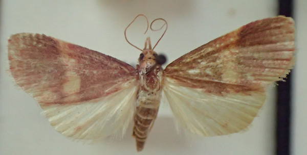 /filer/webapps/moths/media/images/M/munroealis_Dicepolia_A_PZBT.jpg