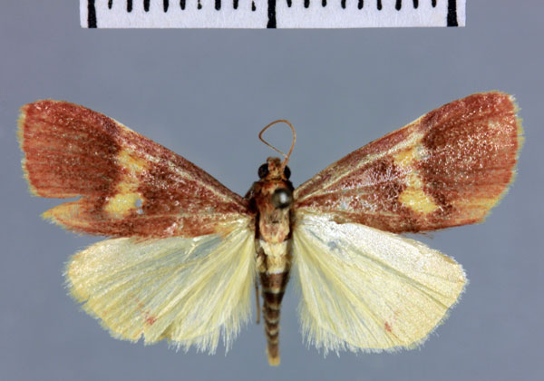 /filer/webapps/moths/media/images/M/munroealis_Noorda_AT_MNHN.jpg