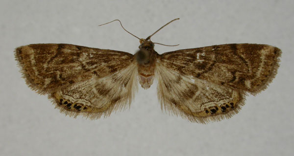 /filer/webapps/moths/media/images/M/munroei_Eoophyla_HT_TMSA.jpg